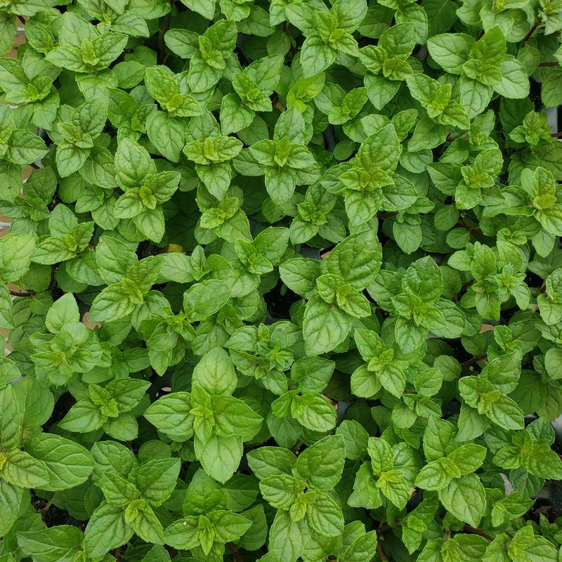 Mentha 'Berries and Cream' - Mint - Cellpack from Hillcrest Nursery