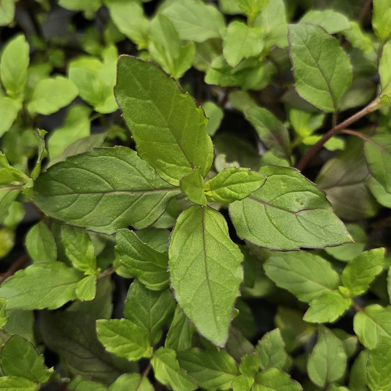 Mentha spicata 'Double' - Mint - Cellpack from Hillcrest Nursery