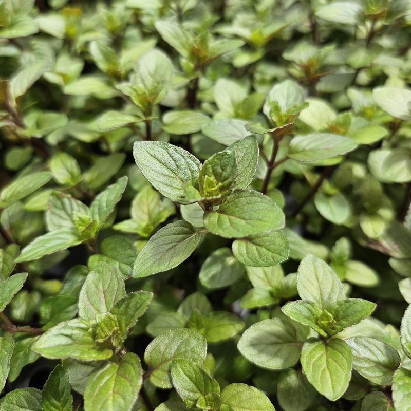 Mentha x piperita 'Peppermint Chocolate' - Mint - Cellpack from Hillcrest Nursery