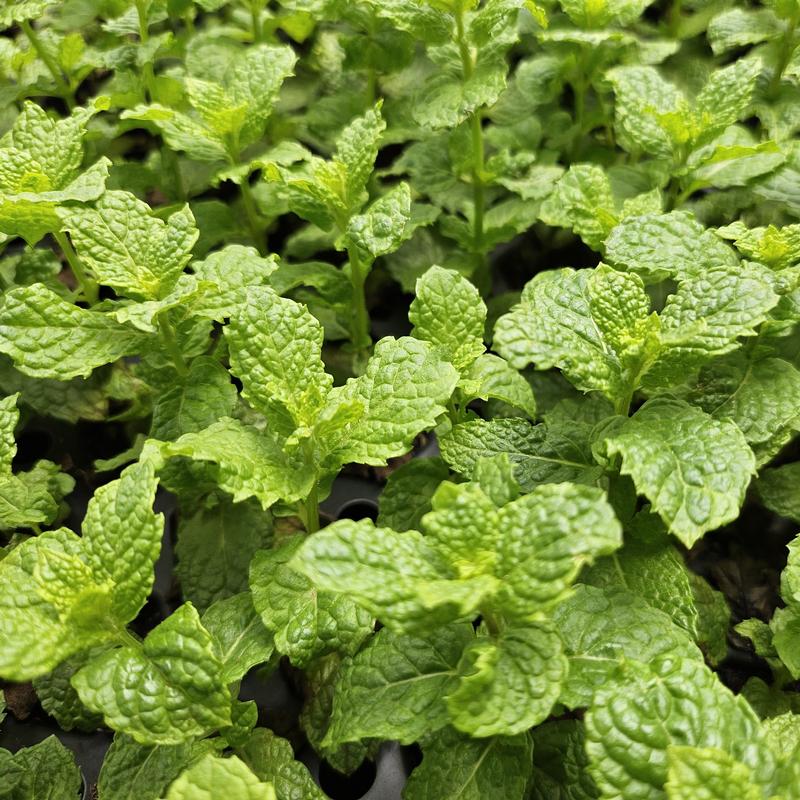 Mentha x villosa 'Mojito' - Mint - Cellpack from Hillcrest Nursery