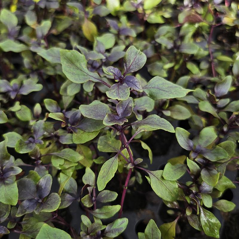 Ocimum basilicum 'Mini Purple' - Basil - Cellpack from Hillcrest Nursery