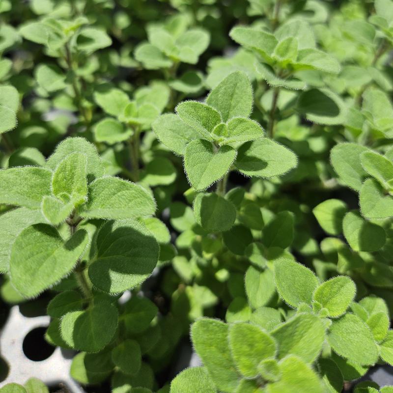 Origanum vulgare 'Hot and Spicy' - Oregano - Cellpack from Hillcrest Nursery