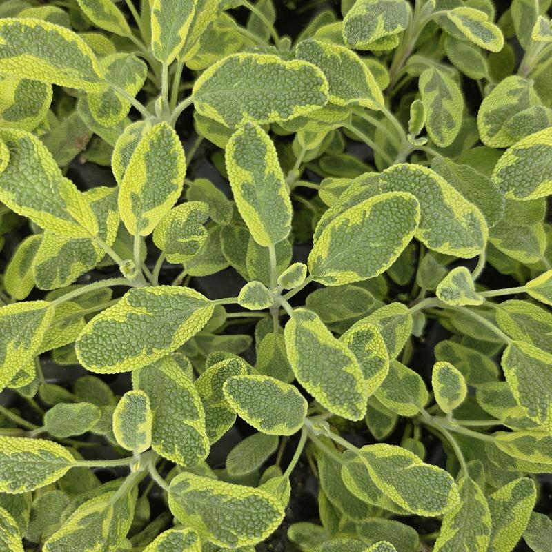 Salvia officinalis 'Golden Variegated' - Sage - Cellpack from Hillcrest Nursery