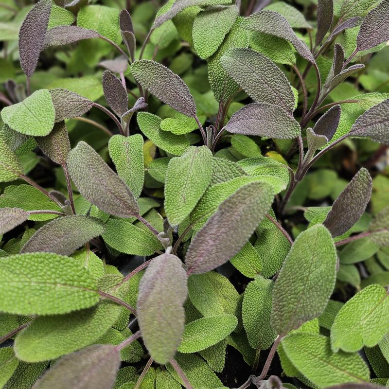 Salvia officinalis 'Purple' - Sage - Cellpack from Hillcrest Nursery