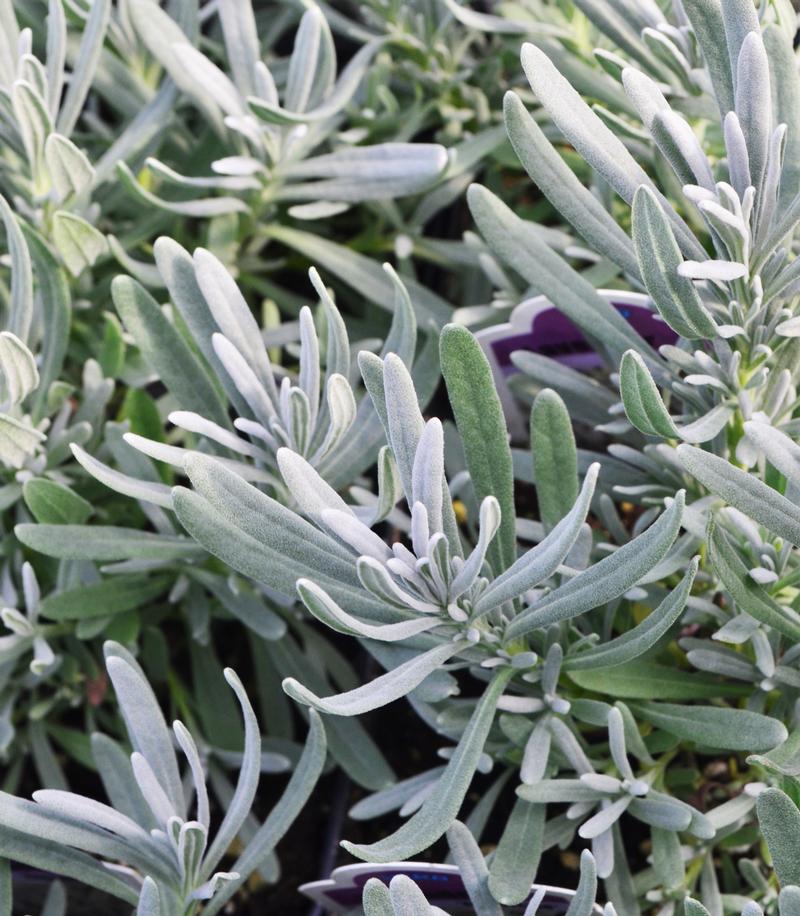 Lavandula angustifolia 'Edelweiss' - Lavender - Cellpack from Hillcrest Nursery