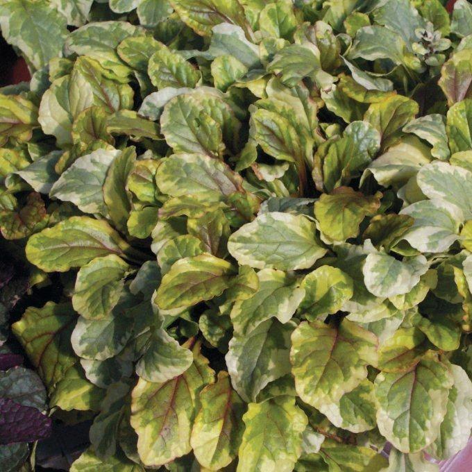 Ajuga reptans 'Golden Glow' - Bugleweed from Hillcrest Nursery