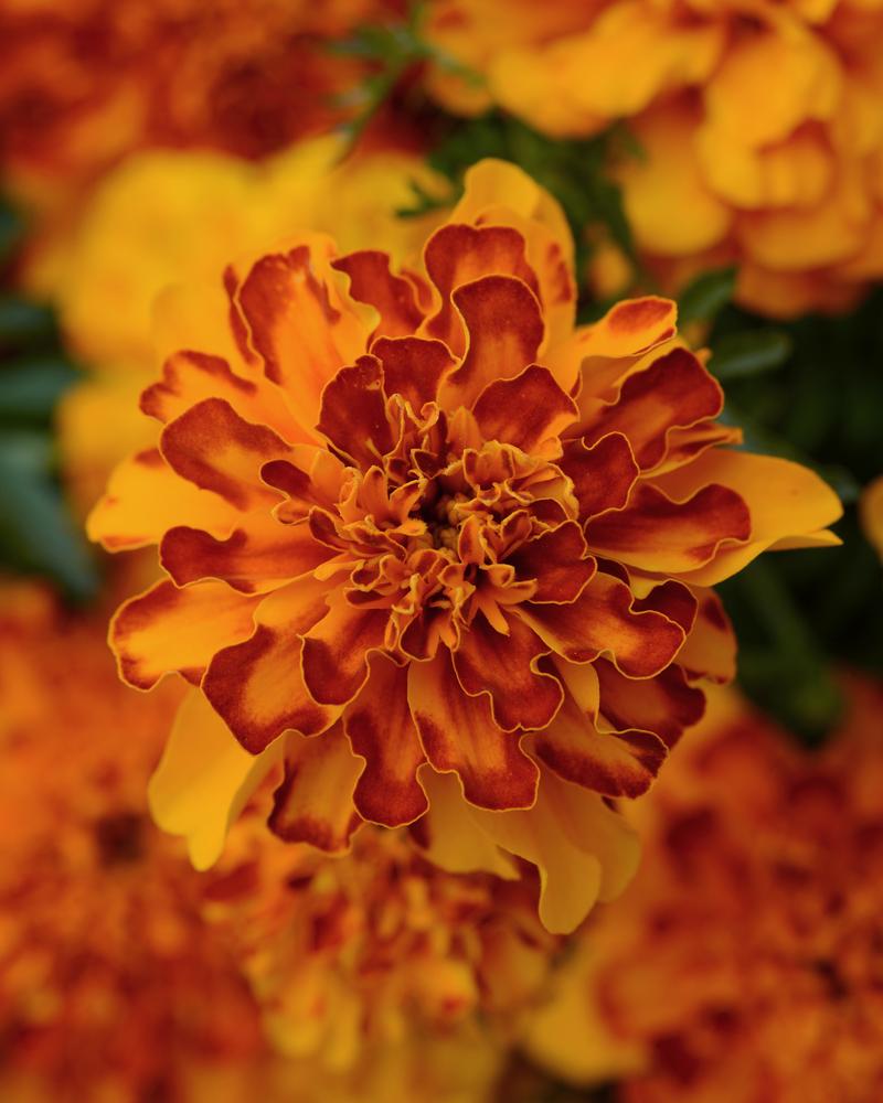 Tagetes patula Bonanza 'Bolero' - Marigold from Ball Horticultural Company