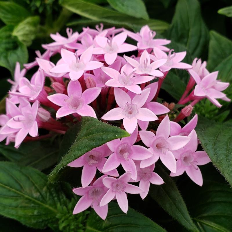 Pentas Lucky Star Lavender Pentas lanceolata Lavender from Hillcrest