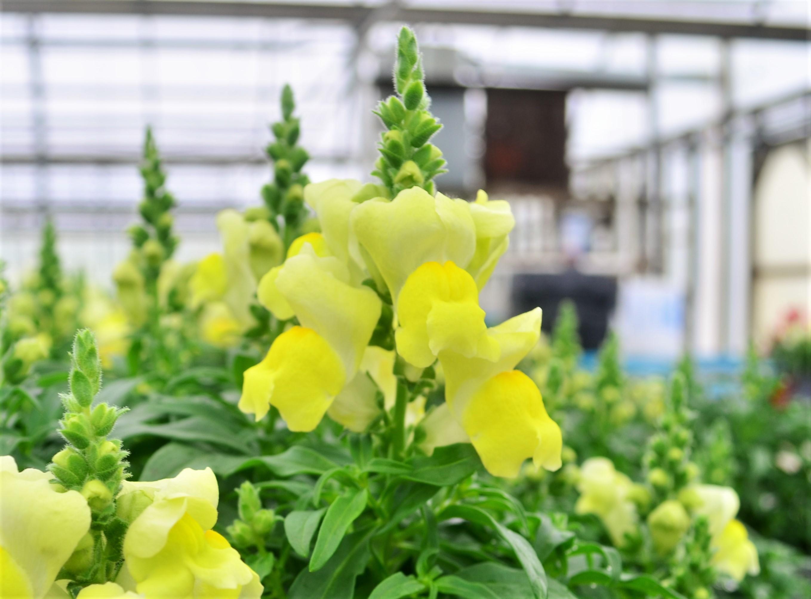 Antirrhinum majus Candy Tops 'Yellow' - Snapdragon from Hillcrest Nursery