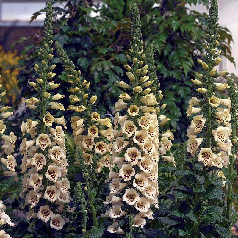 Foxglove Digitalis purpurea Camelot Cream from Hillcrest Nursery
