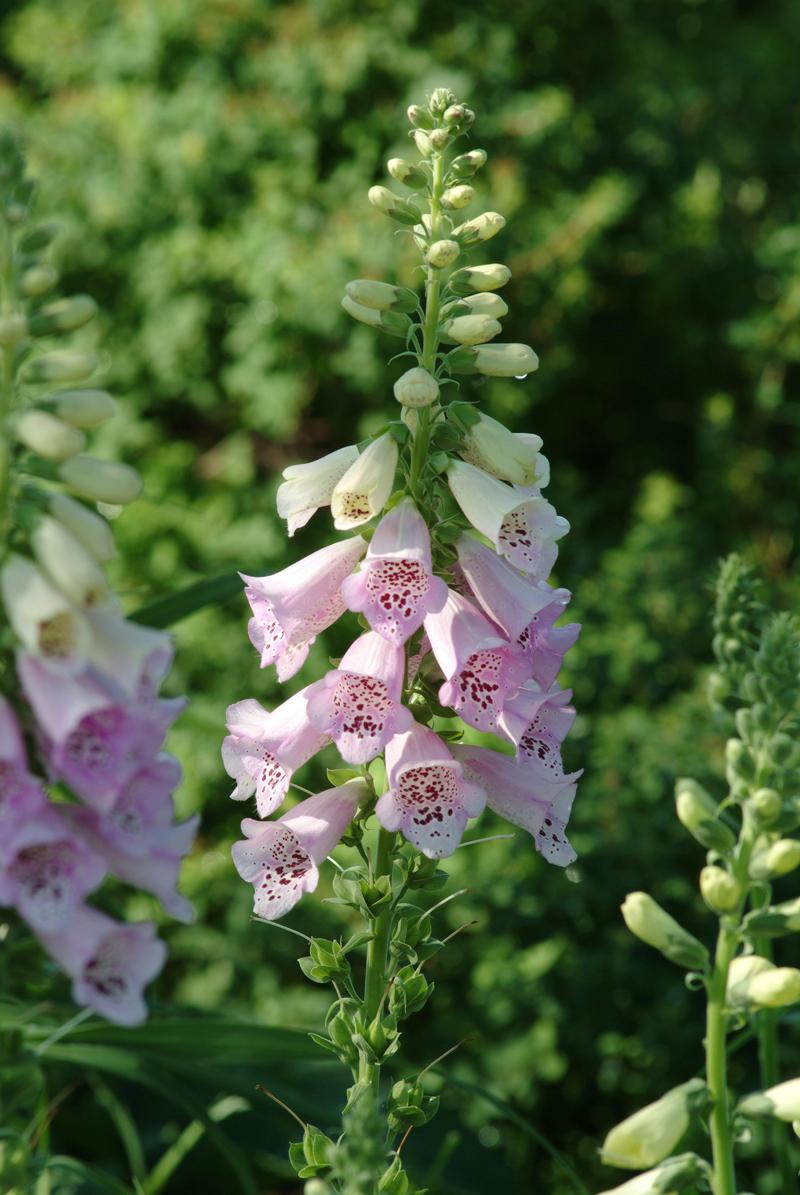 Foxglove Digitalis purpurea Camelot Lavender from Hillcrest Nursery