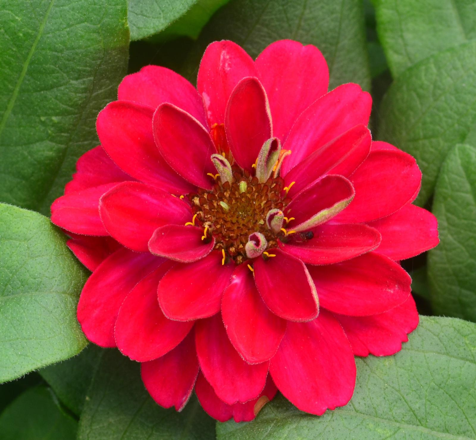 Zinnia hybrid Profusion Double 'Hot Cherry' - Zinnia from Hillcrest Nursery