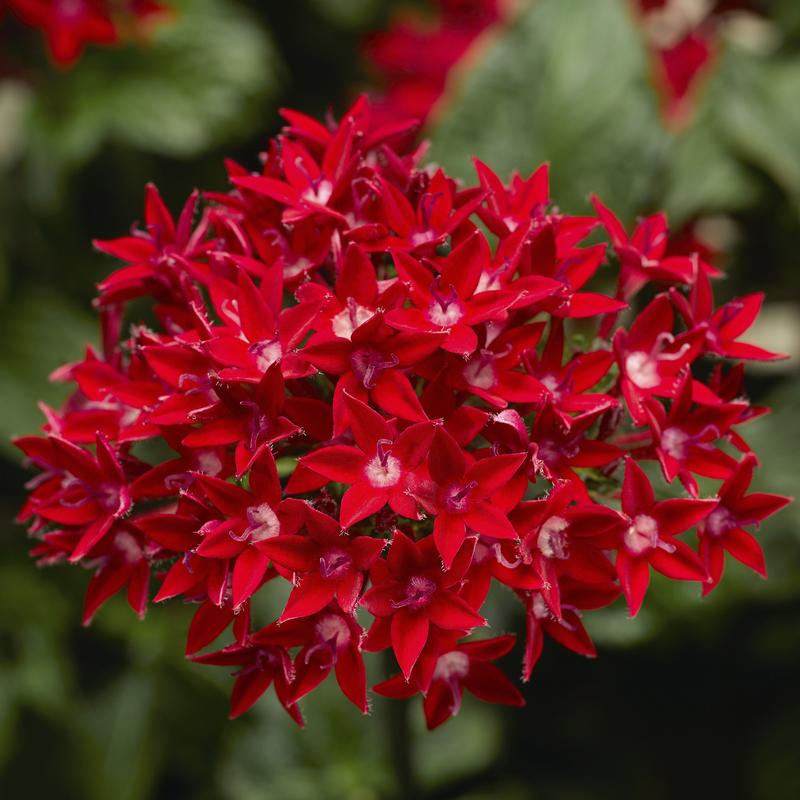 Pentas lanceolata Starcluster 'Red' - Image courtesy of Ball Horticultural Company
