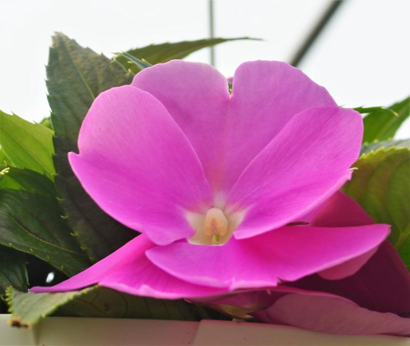 Impatiens hawkeri Magnum 'Lavender' - Impatiens - New Guinea from Hillcrest Nursery