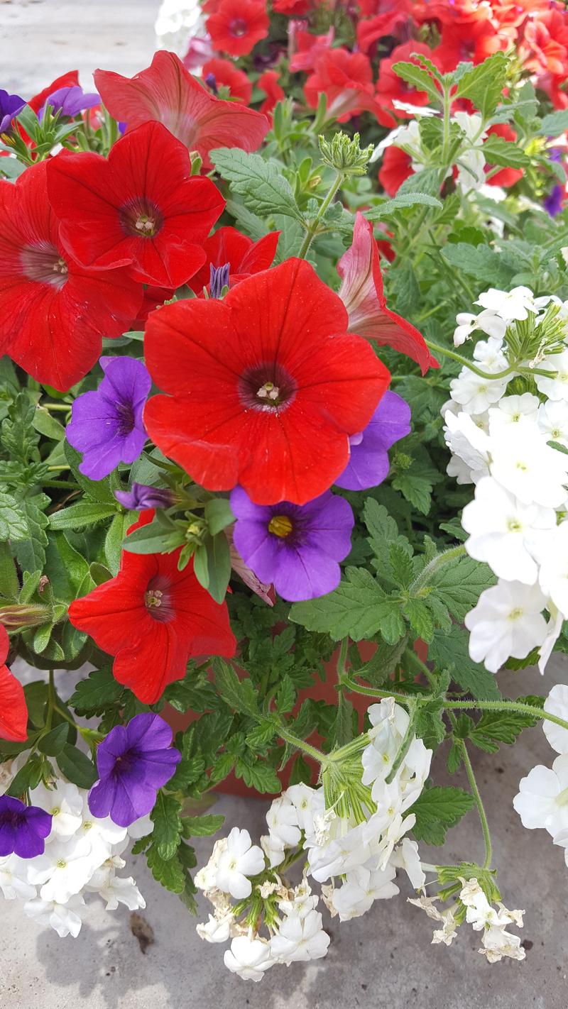 Confetti Garden Patriot Combo Confetti Garden from Hillcrest Nursery