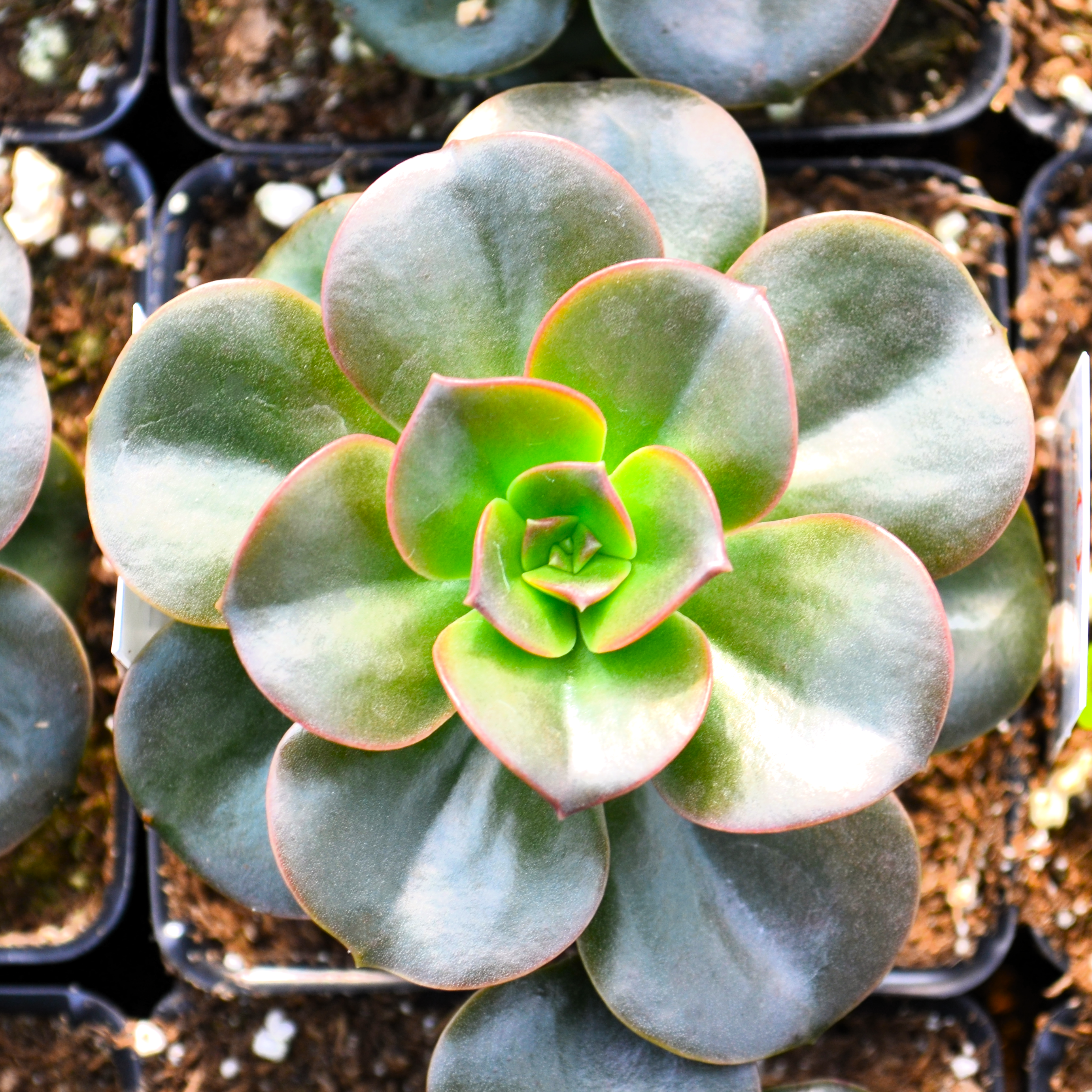 Echeveria Echeveria Burgundy Pearl from Hillcrest Nursery