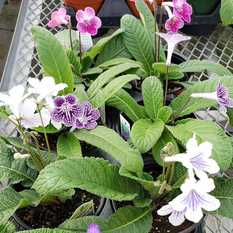 Streptocarpus Ladyslippers 'Assorted Flat' - Streptocarpus from Hillcrest Nursery