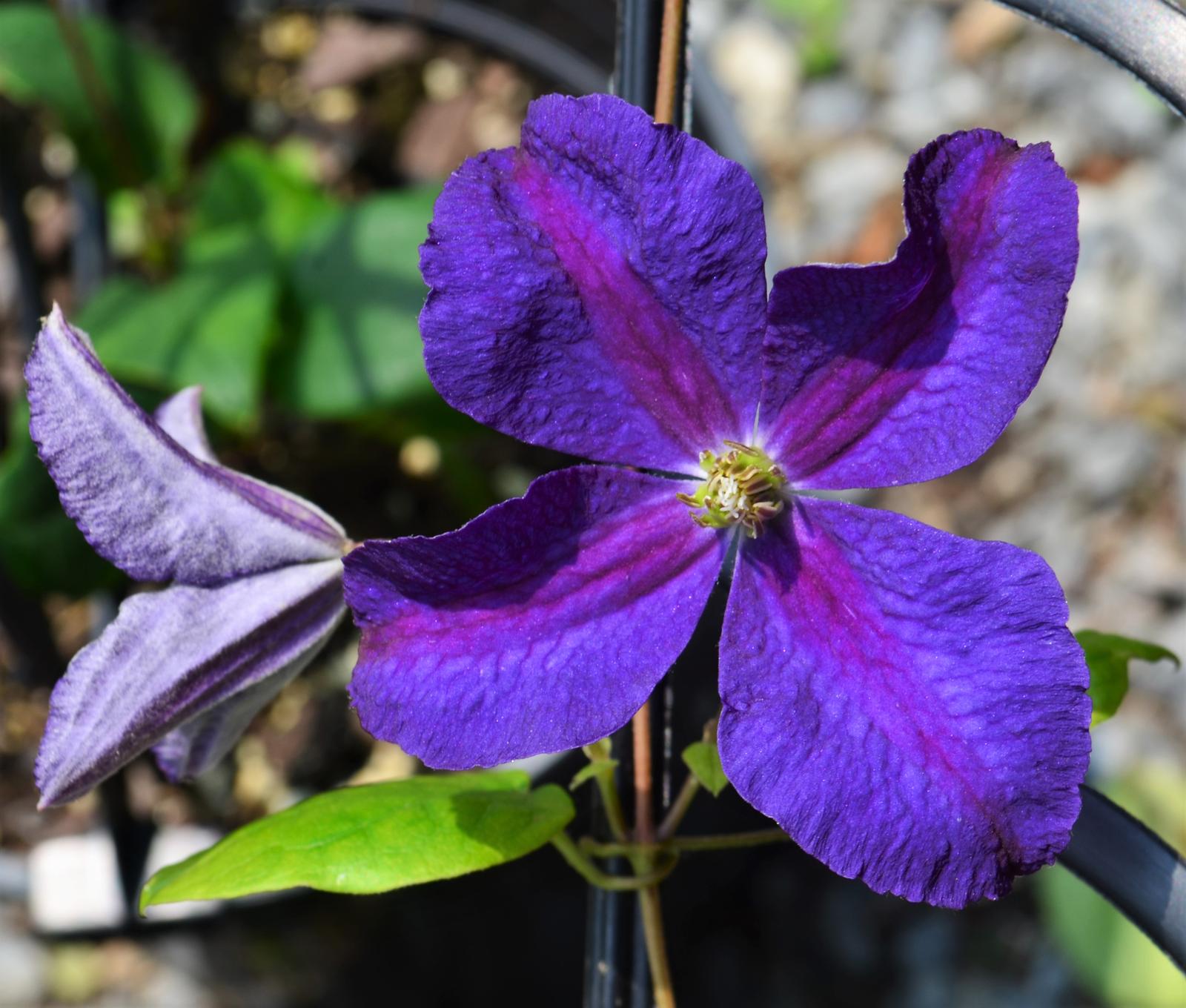 Clematis 'Jackmanii Superba' - Clematis from Hillcrest Nursery