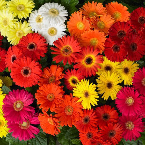 African Daisy Gerbera jamesonii Select Mix from Hillcrest Nursery