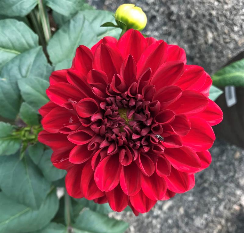 Dahlia Go Go 'Red' - Dahlia from Hillcrest Nursery