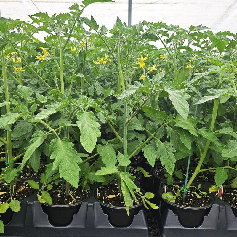 Lycopersicon esculentum 'Rutgers' - Tomato from Hillcrest Nursery