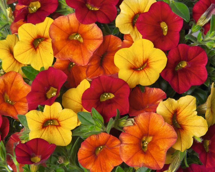 Confetti Garden Hawaiian Summer Combo Confetti Garden Hawaiian Summer