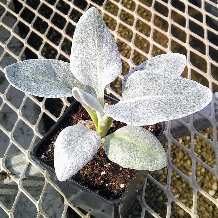 Senecio large silver leaf Senecio large silver leaf from
