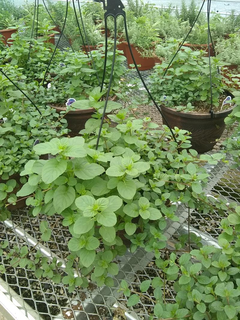 Mint Mentha Tea Mix from Hillcrest Nursery