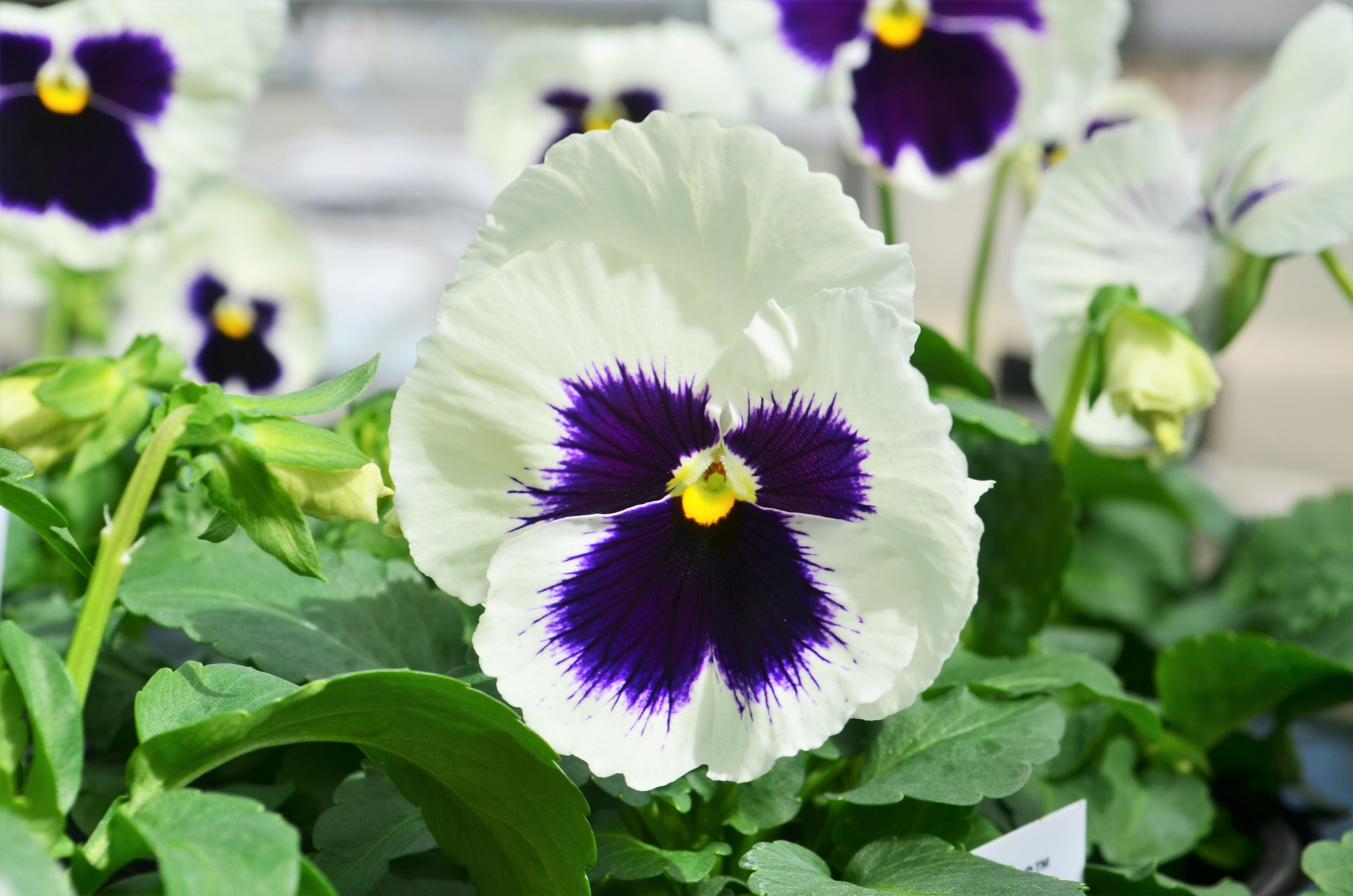 Viola wittrockiana Colossus 'White w/ Blotch' - Pansy from Hillcrest Nursery