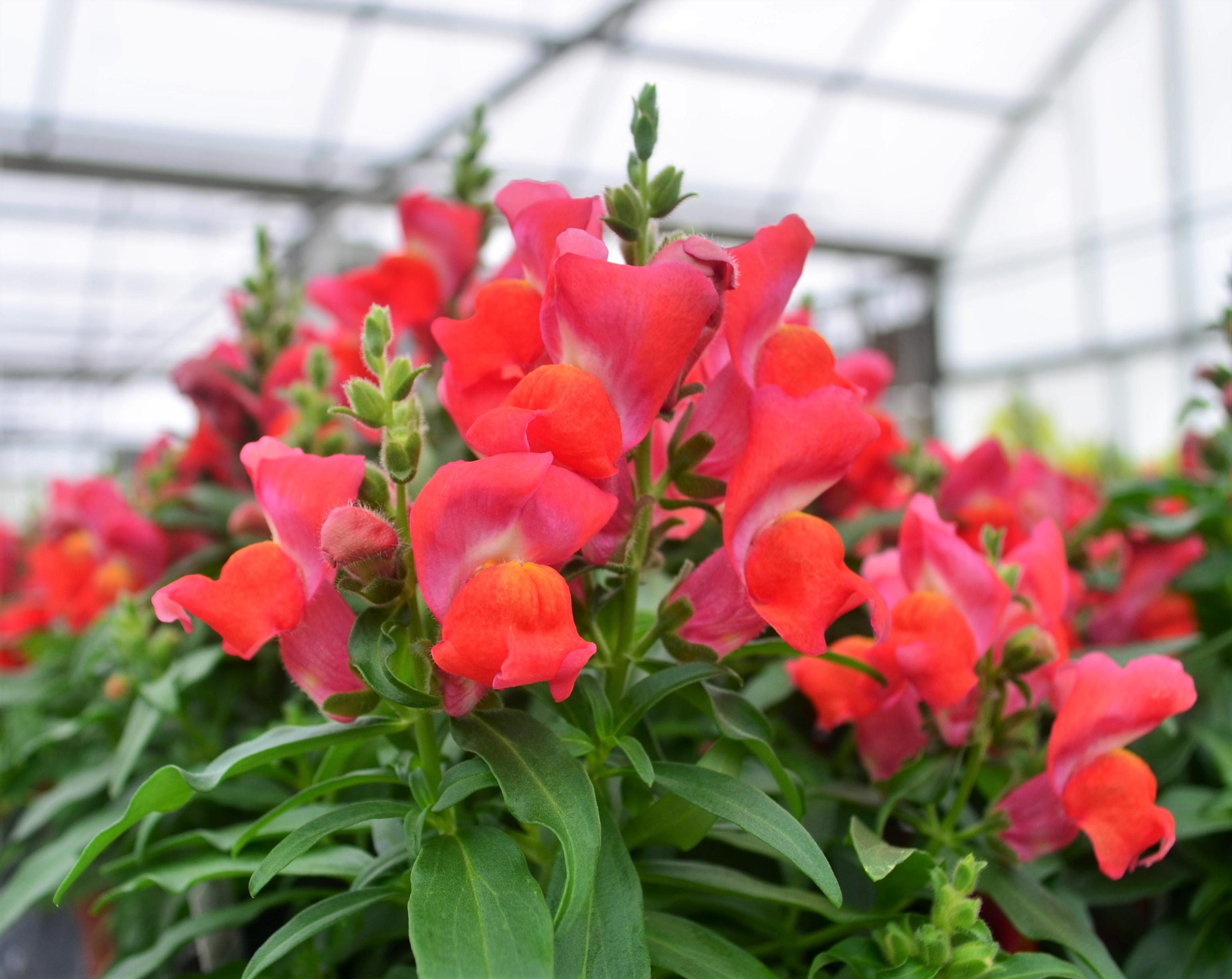 Antirrhinum majus Candy Tops 'Orange' - Snapdragon from Hillcrest Nursery