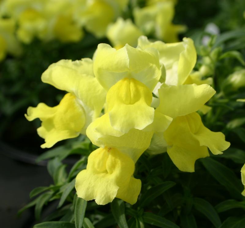 Snapdragon Snaptini Yellow Antirrhinum majus from Hillcrest Nursery