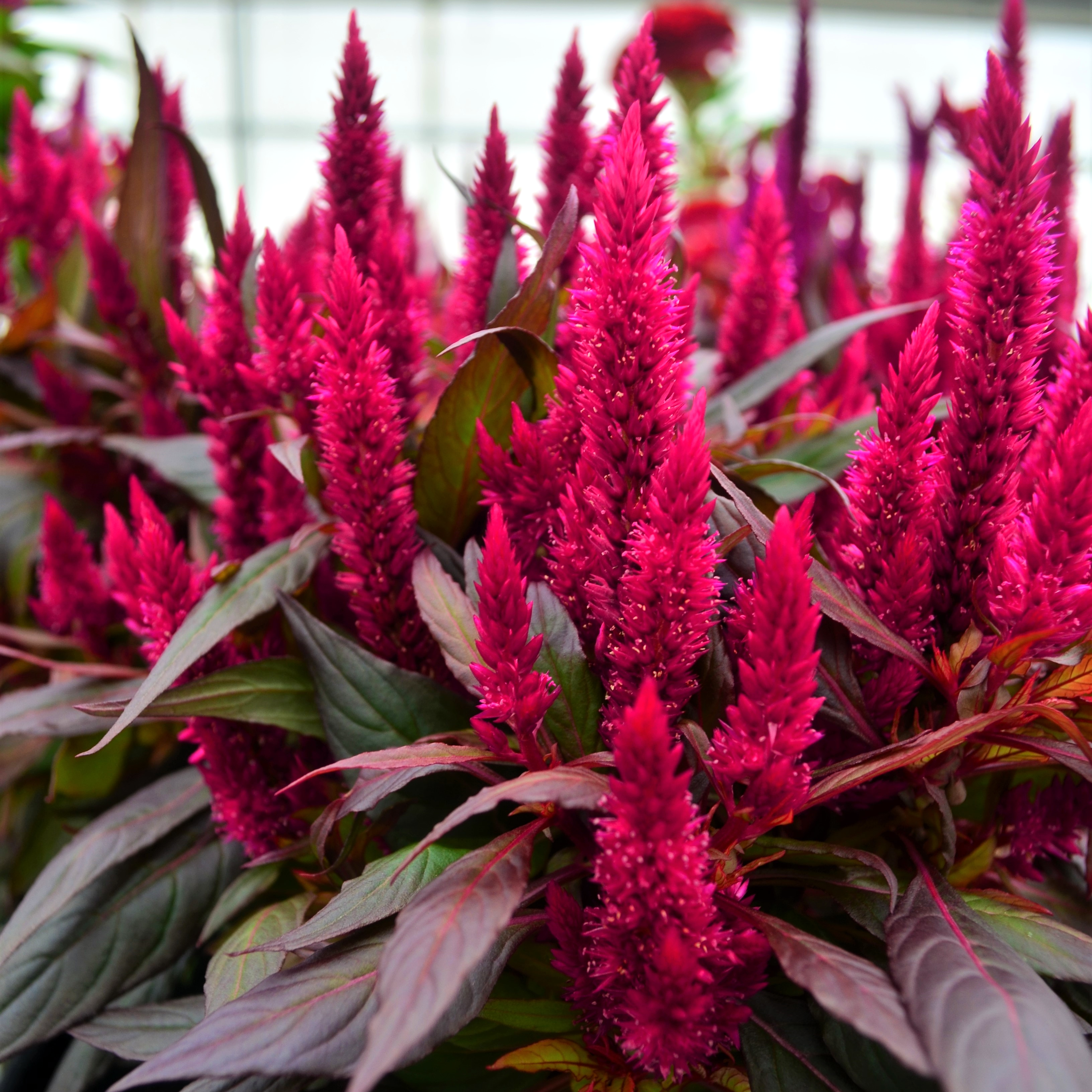 Celosia plumosa Kelos Fire 'Magenta' - Cockscomb from Hillcrest Nursery