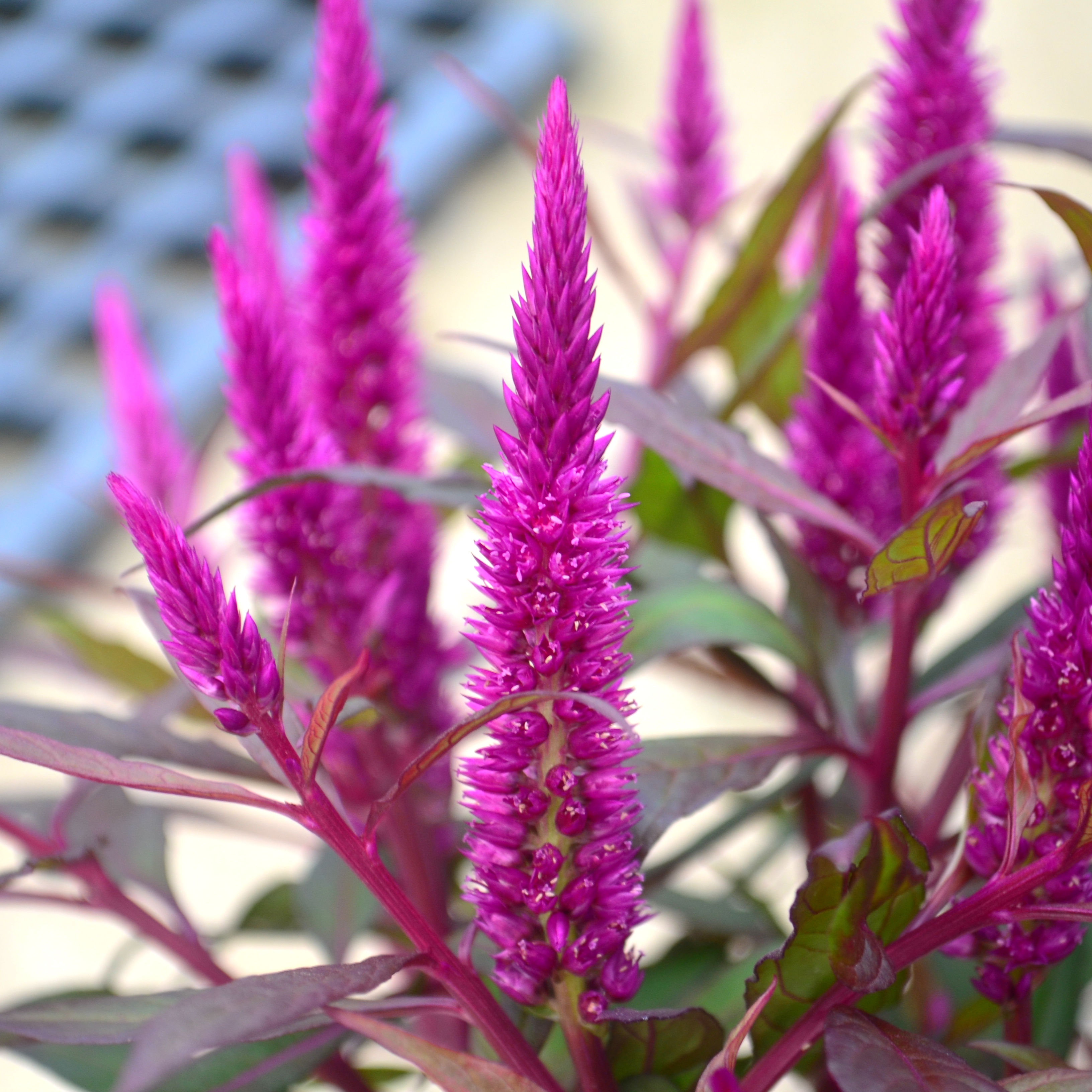 Celosia plumosa Kelos Fire 'Purple' - Cockscomb from Hillcrest Nursery