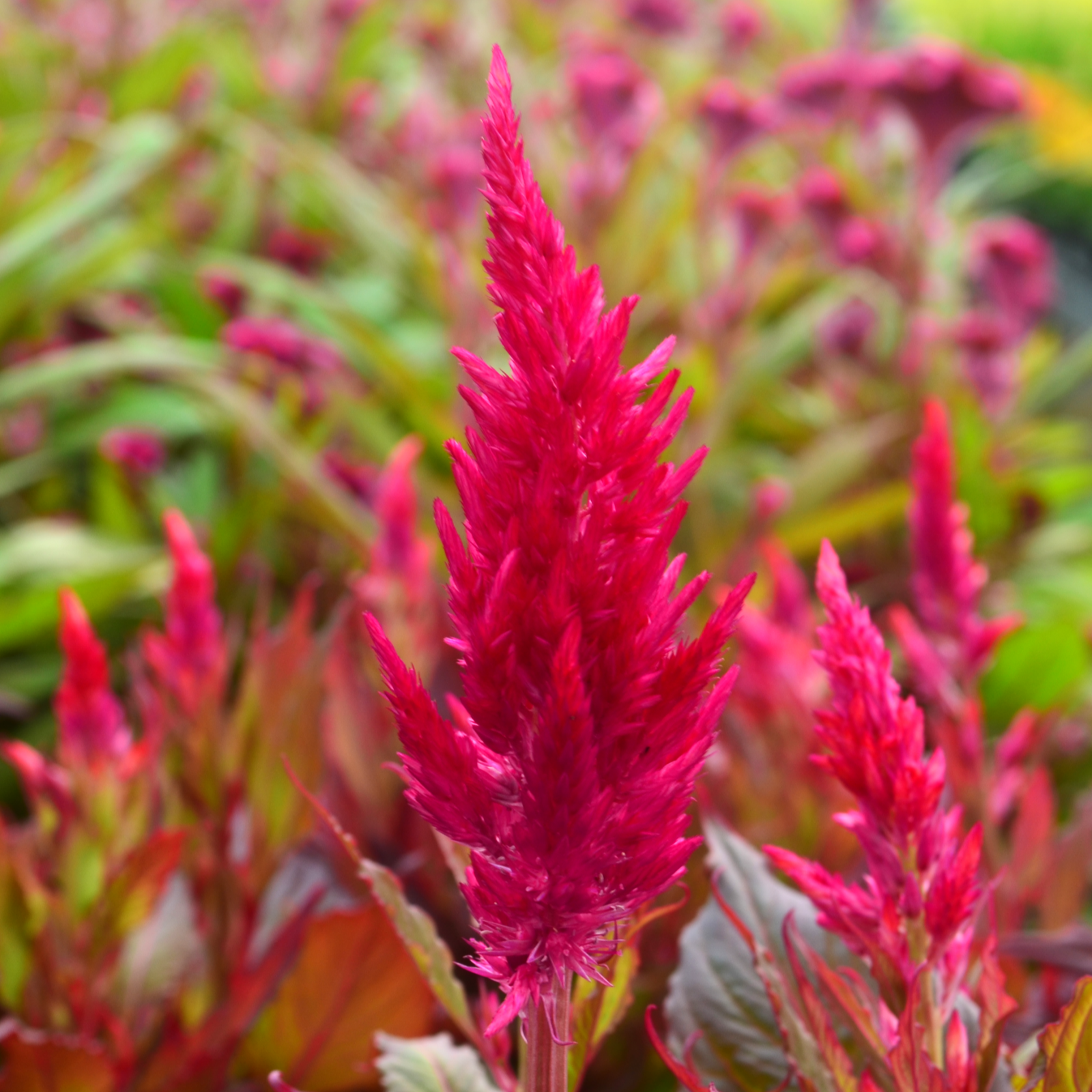 Celosia plumosa Kelos Fire 'Scarlet' - Cockscomb from Hillcrest Nursery