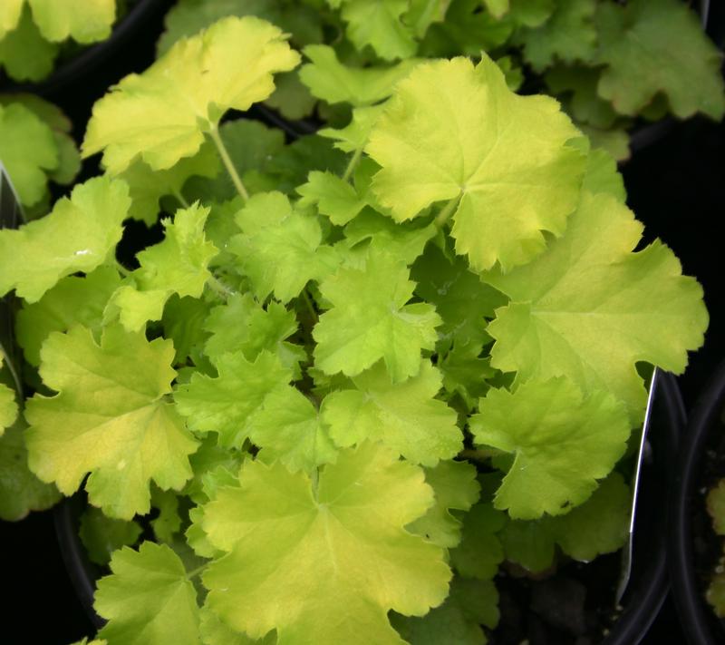 Coral Bells Heuchera villosa Lemon Love from Hillcrest Nursery