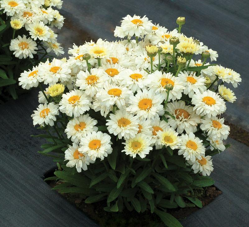 Dwarf Shasta Daisy Leucanthemum superbum Adorable from Hillcrest Nursery