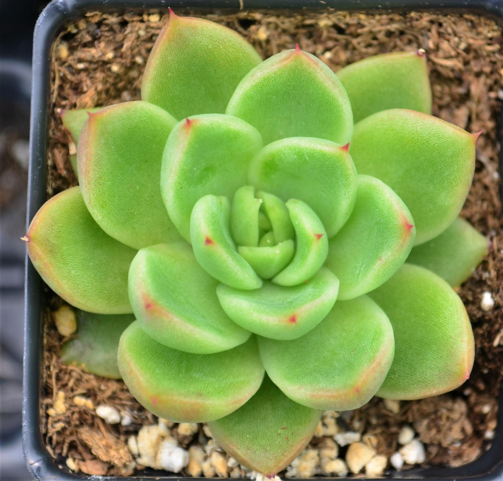 Echeveria agavoides - Echeveria from Hillcrest Nursery