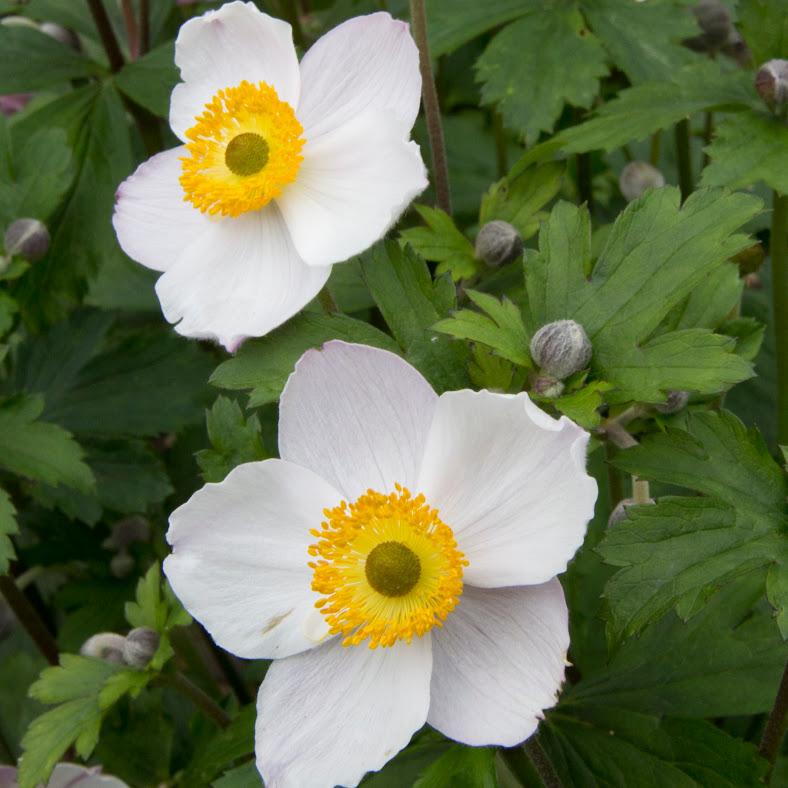 Windflower Anemone Elfin Swan from Hillcrest Nursery