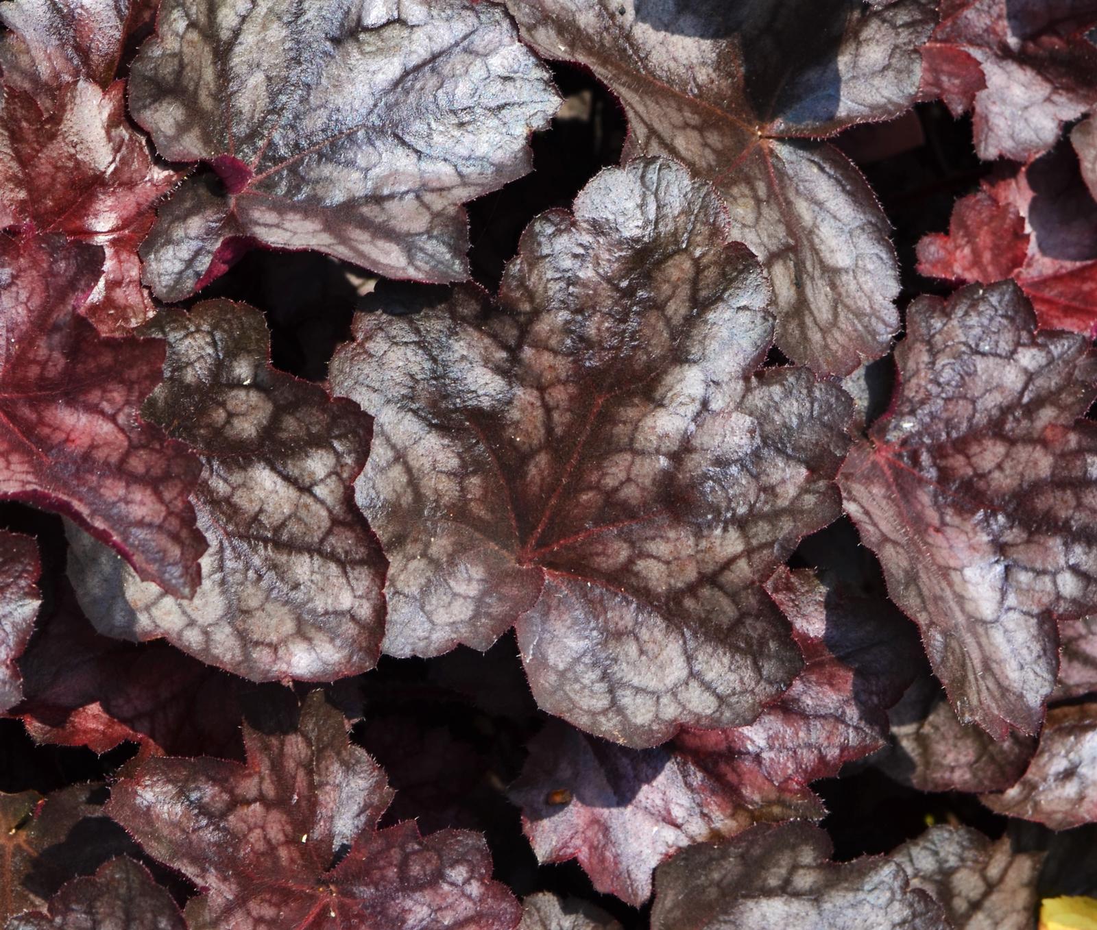 Heuchera Carnival 'Plum Crazy' - Coral Bells from Hillcrest Nursery