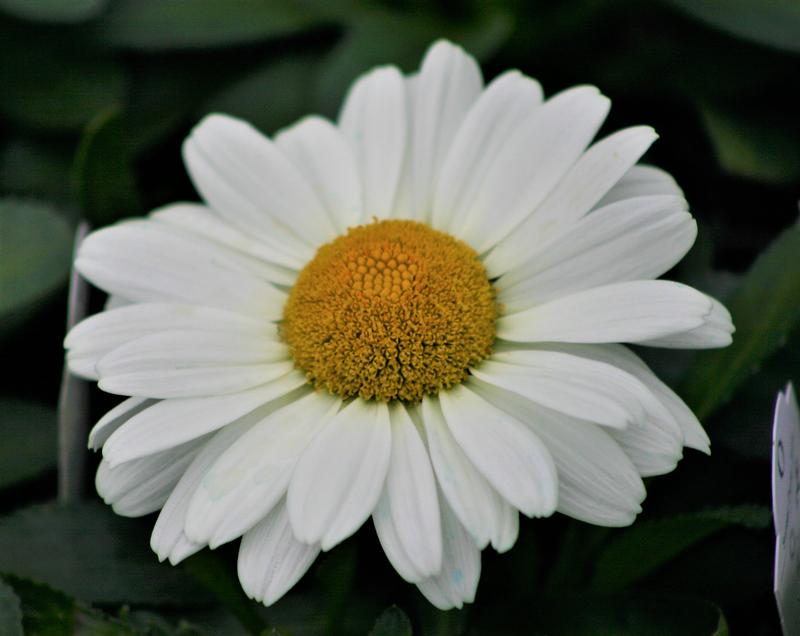 Shasta Daisy Leucanthemum maximum Jane from Hillcrest Nursery