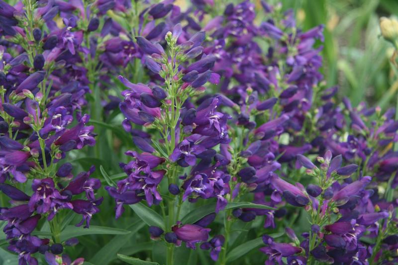 Beardtongue Penstemon barbatus Rock Candy Purple from Hillcrest Nursery