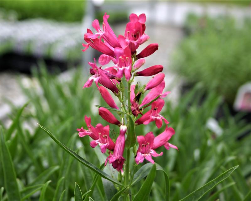 Beardtongue Penstemon barbatus Rock Candy Ruby from Hillcrest Nursery