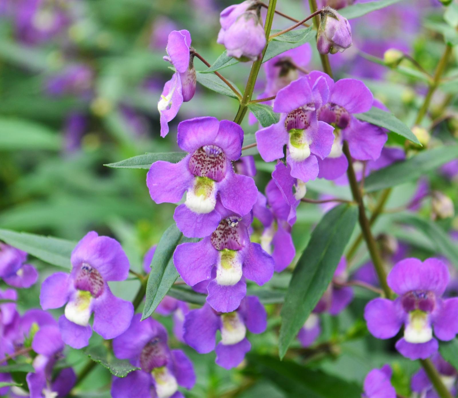 Angelonia angustifolia Sungelonia 'Blue' - Angelonia from Hillcrest Nursery