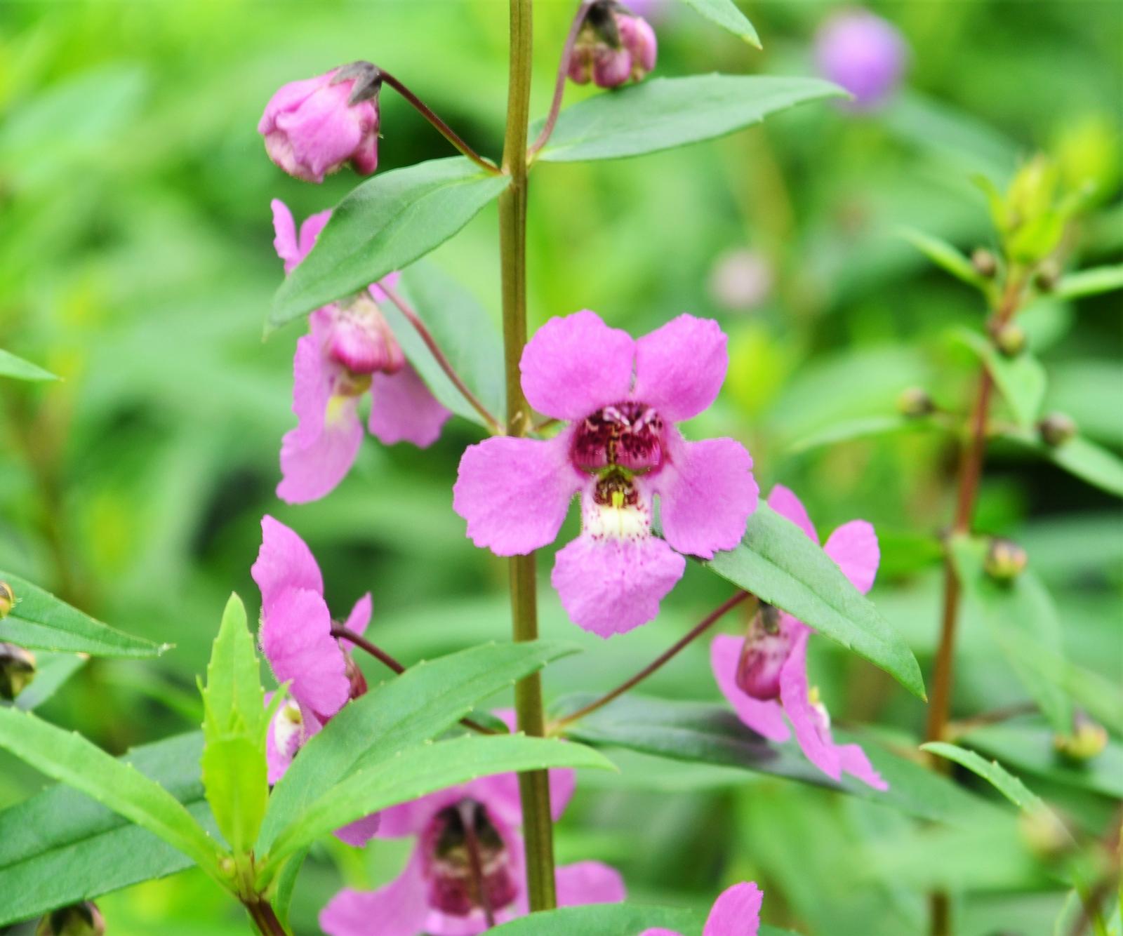 Angelonia angustifolia Sungelonia 'Deep Pink' - Angelonia from Hillcrest Nursery