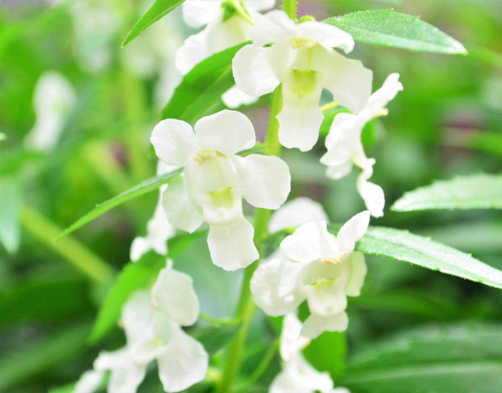 Angelonia angustifolia Sungelonia 'White' - Angelonia from Hillcrest Nursery