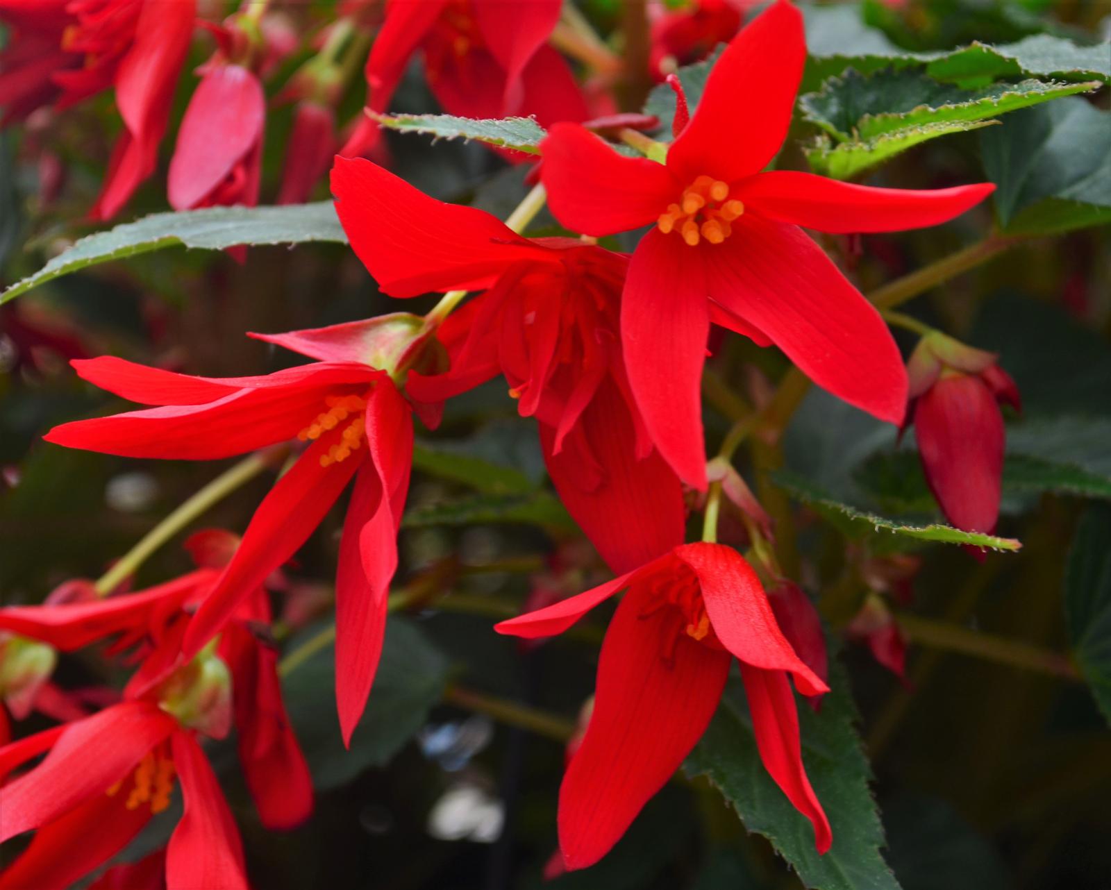 Begonia boliviensis Beauvilia 'Red' - Begonia from Hillcrest Nursery