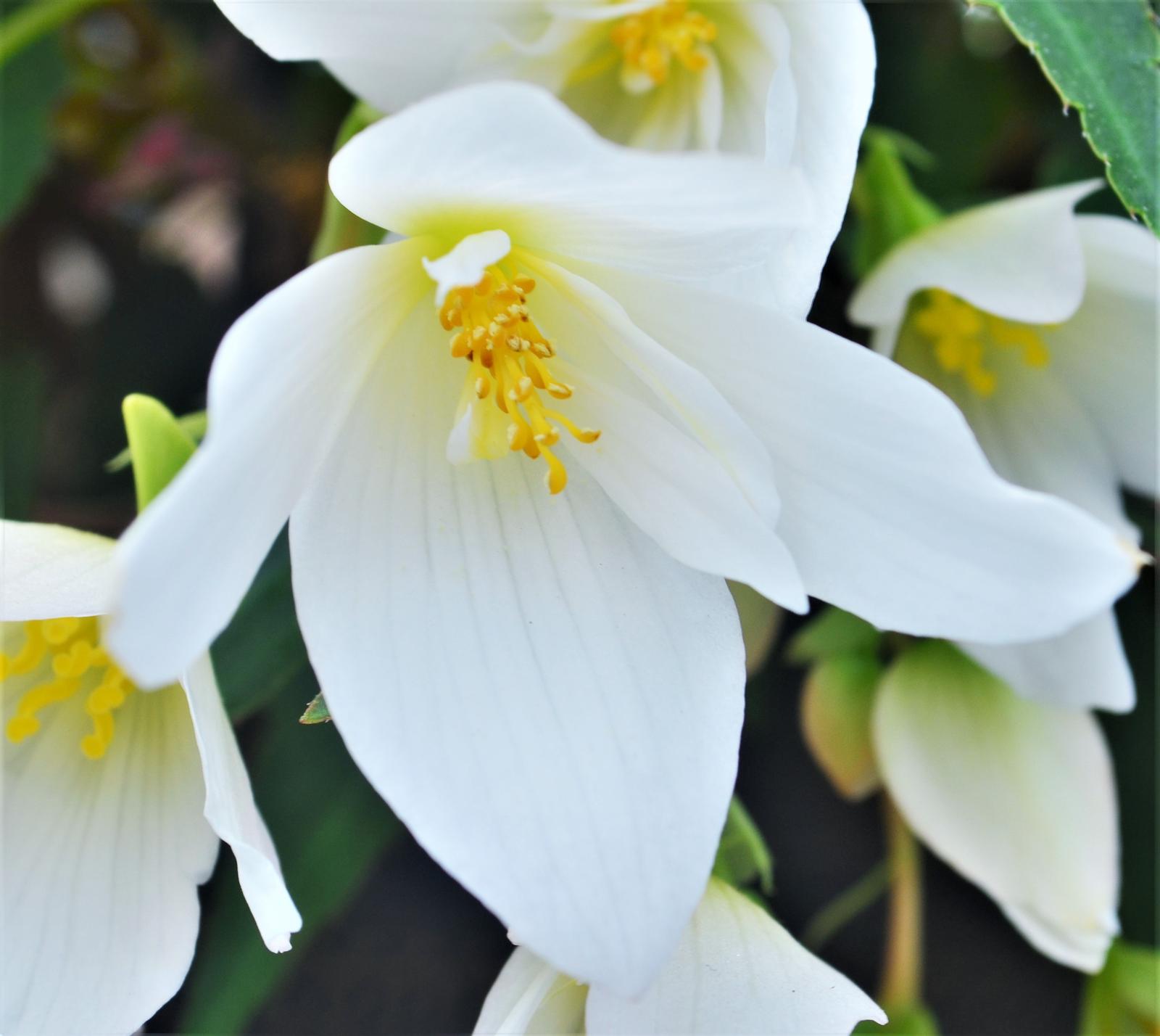 Begonia boliviensis Beauvilia 'White' - Begonia from Hillcrest Nursery