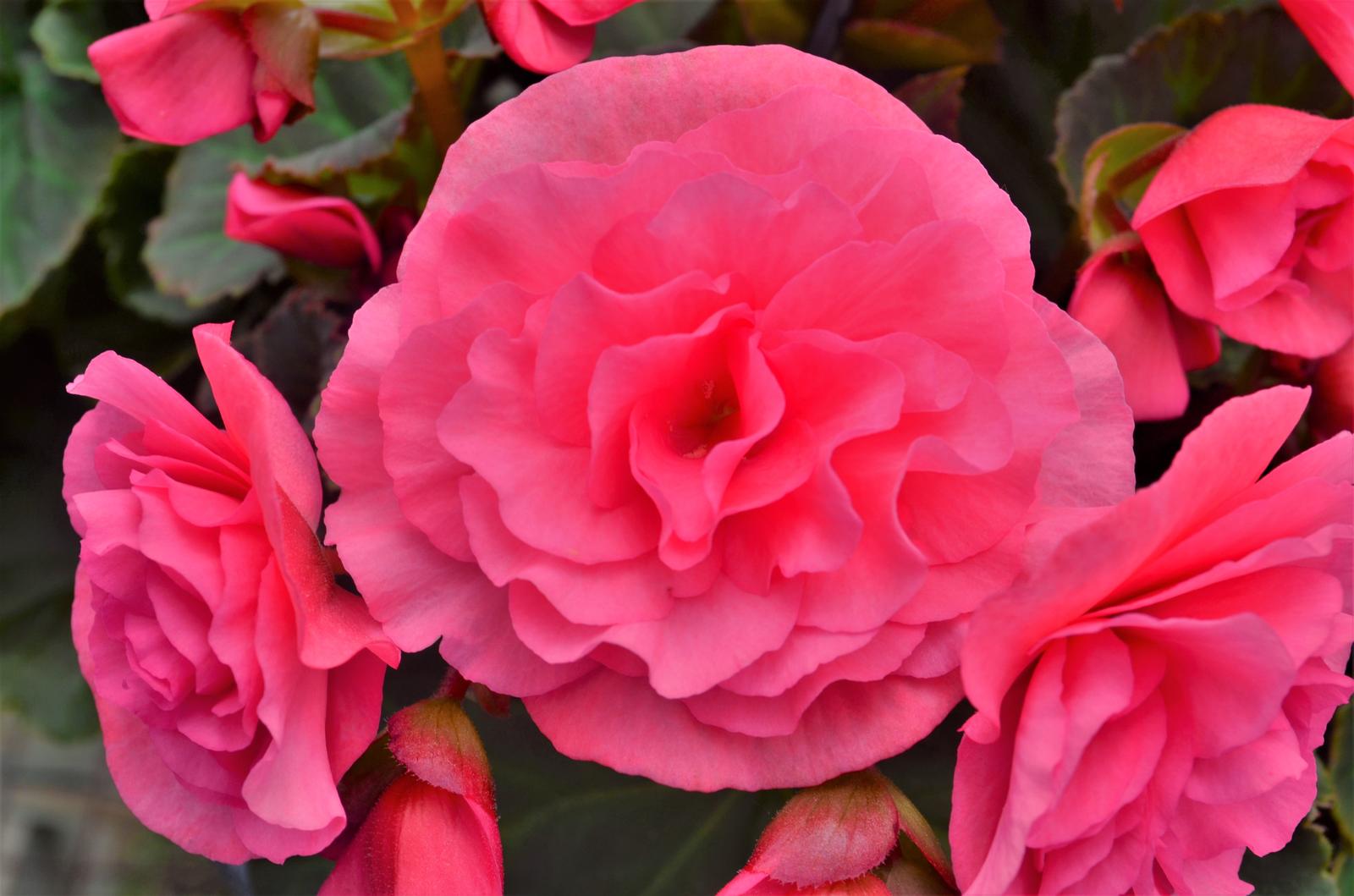 Begonia x hiemalis Solenia 'Light Pink' - Begonia from Hillcrest Nursery