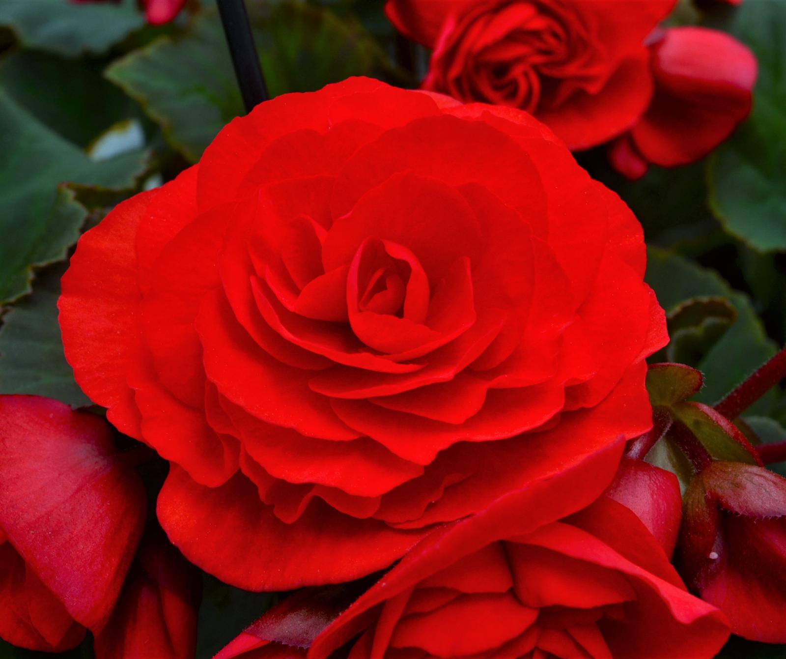 Begonia x hiemalis Solenia 'Velvet Red' - Begonia from Hillcrest Nursery