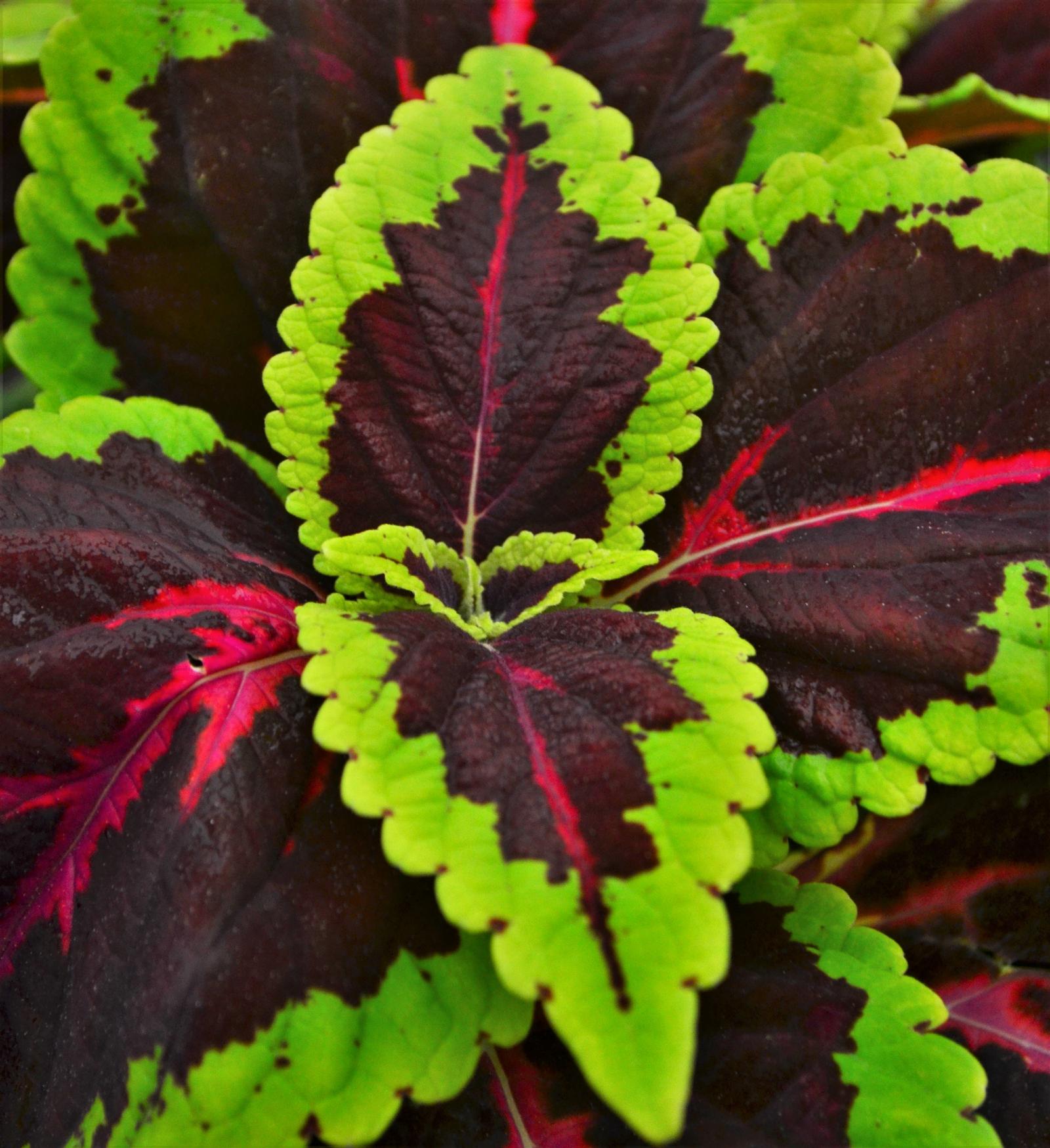 Solenostemon scutellarioides Main Street 'Alligator Alley' - Coleus from Hillcrest Nursery